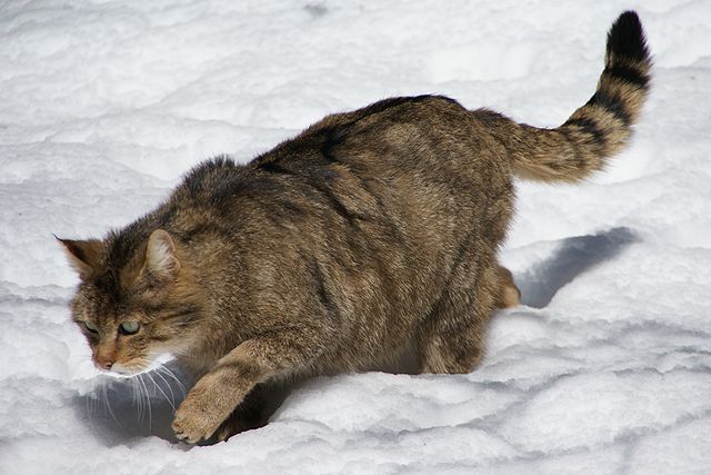 Národná ZOO Bojnice vypustila do voľnej prírody samca mačky divej